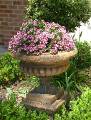 Geraniums Urn 